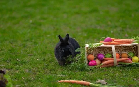 Easter Black bunny on the grass with Easter basket Stock Photos