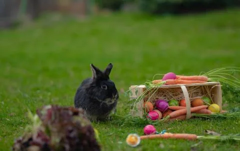 Easter Black bunny on the grass with Easter basket Stock Photos