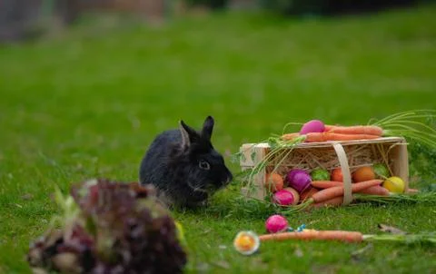 Easter Black bunny on the grass with Easter basket Stock Photos