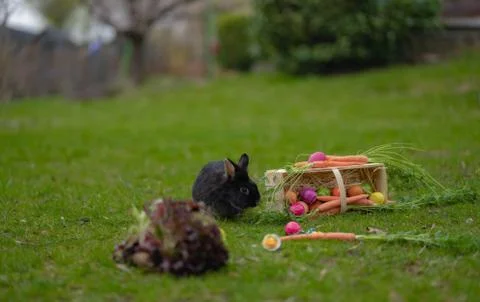 Easter Black bunny on the grass with Easter basket Stock Photos