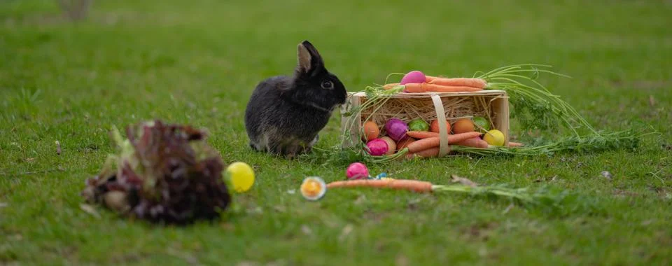 Easter Black bunny on the grass with Easter basket Stock Photos