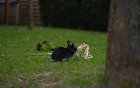 Easter Black bunny on the grass with Easter basket Stock Photos