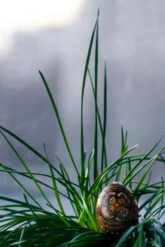 Easter black egg  with a handmade pattern in a green grass, plant. Closeup vi Stock Photos