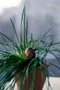 Easter black egg  with a handmade pattern in a green grass, plant. Closeup vi Stock Photos
