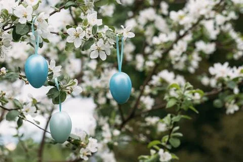 Easter blue eggs on a blooming apple branch. Easter time. Festive decor. Stock Photos