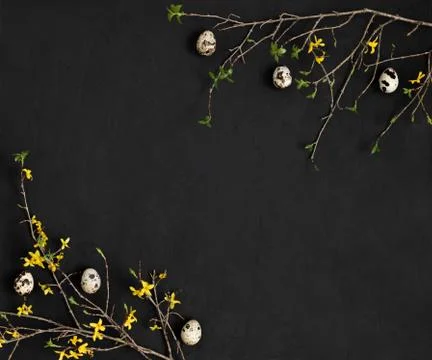 Easter border with quail eggs and branches of yellow forsythia flowers  Stock Photos