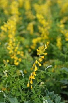 Easter broom Stock Photos