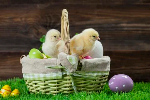Easter bucket with eggs, young easter chickens around Stock Photos