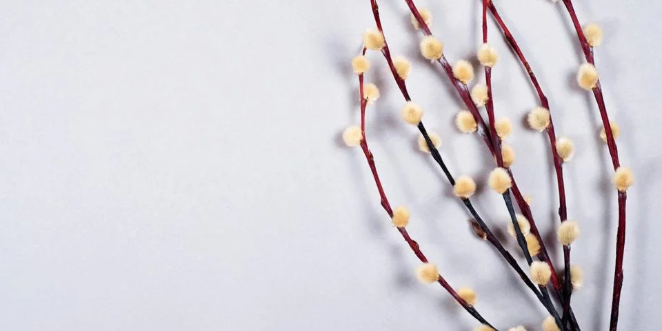 The easter bunch of the willow branches on the gray background with copy space. Stock Photos