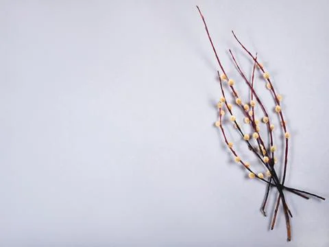 The easter bunch of the willow branches on the gray background with copy space. Stock Photos