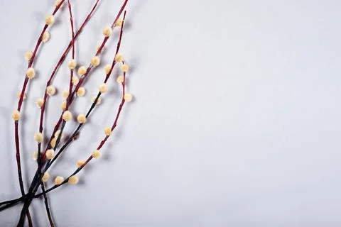 The easter bunch of the willow branches on the gray background with copy space. Stock Photos