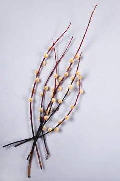 The easter bunch of the willow branches on the gray background. Stock Photos