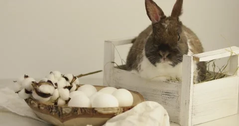 Easter bunny 2 Video stock 171887591