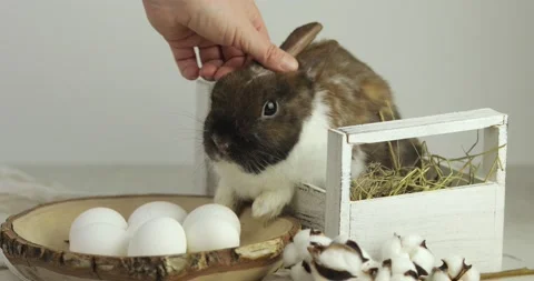 Easter bunny 4 Video stock 171887573