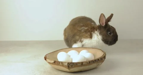 Easter bunny 9 Video stock 171381412