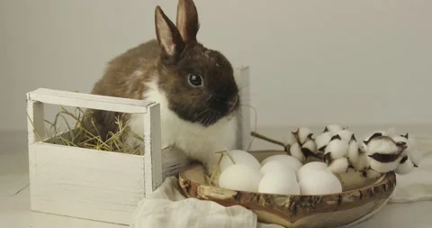 Easter bunny _1 Video stock 171887545