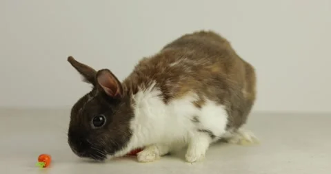 Easter bunny _14 Video stock 171381490