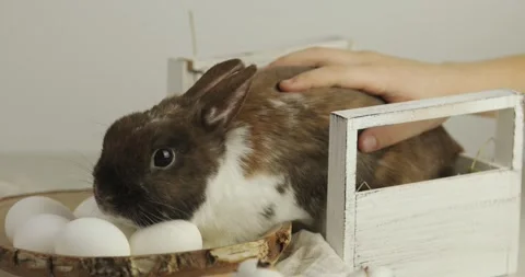 Easter bunny _6 Video stock 171381456
