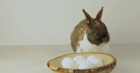 Easter bunny _7 Video stock 171381360