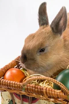 Easter bunny and basket with Easter eggs Stock Photos