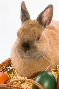 Easter bunny and basket with Easter eggs Stock Photos