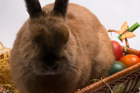 Easter bunny and basket with Easter eggs Stock Photos