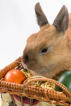 Easter bunny and basket with Easter eggs Stock Photos