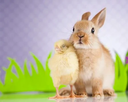 Easter Bunny and Chick Stock Photos