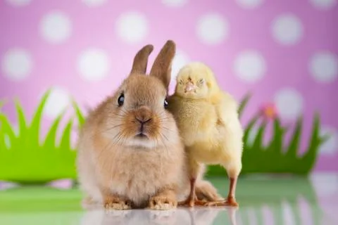 Easter Bunny and Chick Free Stock Photos