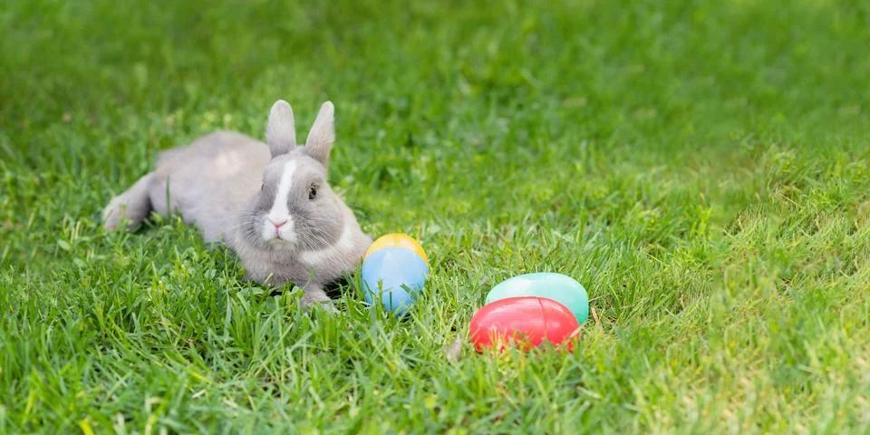 Easter bunny and Easter eggs on spring green grass. Cute rabbit Stock Photos