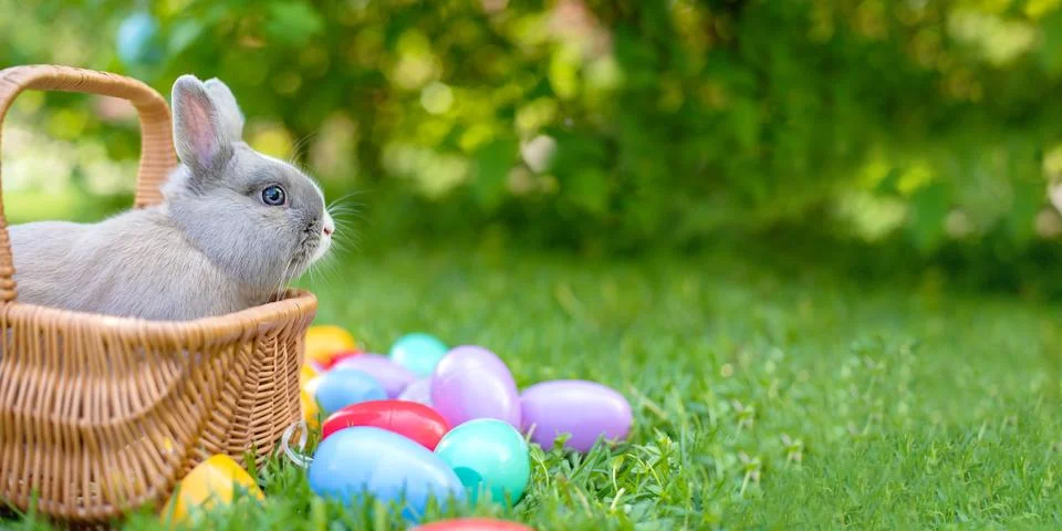 Easter bunny and Easter eggs on spring green grass. Cute rabbit Stock Photos