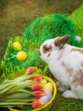 Easter bunny and Easter eggs on green grass Stock Photos