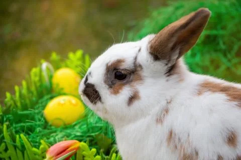 Easter bunny and Easter eggs on green grass Stock Photos