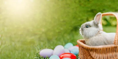 Easter bunny and Easter eggs on spring green grass. Cute rabbit Stock Photos