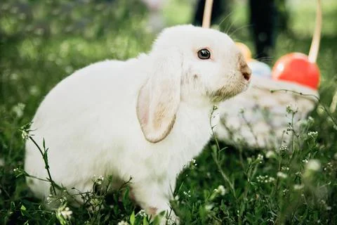 Easter bunny and Easter eggs on spring green grass. Cute rabbit Stock Photos