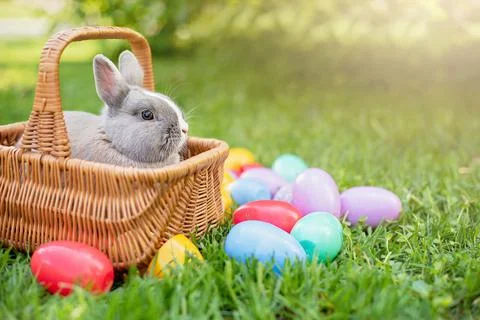 Easter bunny and Easter eggs on spring green grass. Cute rabbit Stock Photos