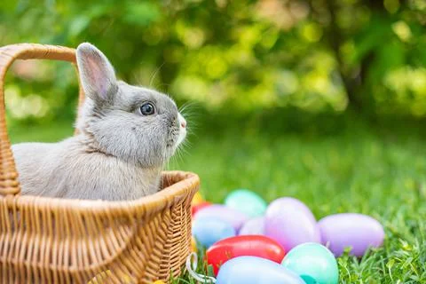 Easter bunny and Easter eggs on spring green grass. Cute rabbit Stock Photos