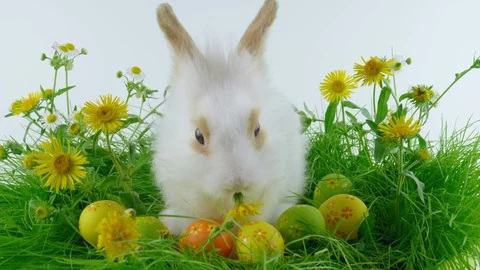 Easter bunny and eggs, eating yellow flower, green grass with flowers Stock Footage 103849675