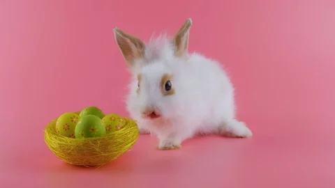 Easter bunny and nest with eggs, shows tongue, washing face, walks away to right Stock Footage 103201114