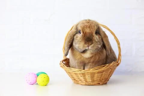 Easter Bunny in Basket and Easter Eggs. Lop Rabbit Stock Photos