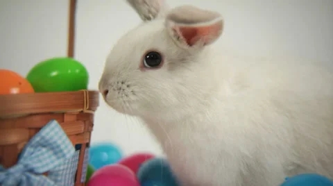 Easter bunny with basket and eggs Stock Footage 32707180