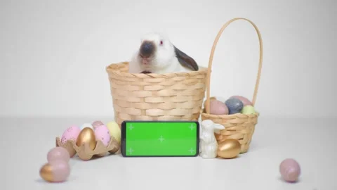 Easter bunny into the basket with eggs and a green screen phone on a white Video stock 235031016