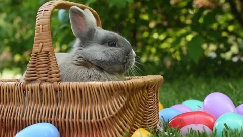 Easter bunny in basket with eggs. Stock Footage 138230388