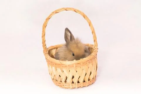 Easter bunny in a basket Stock Photos