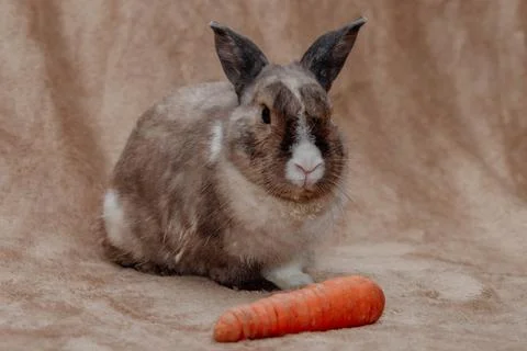 Easter Bunny on a beige-brown background with a carrot. easter holiday concep Fotos de archivo