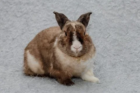 Easter Bunny on a blue-gray background. Easter holiday concept Fotos de archivo