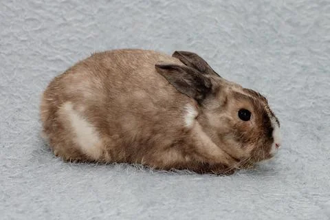 Easter Bunny on a blue-gray background. Easter holiday concept Fotos de archivo