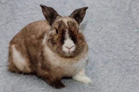 Easter Bunny on a blue-gray background. Easter holiday concept Fotos de archivo