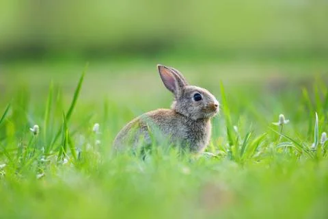 Easter bunny with brown rabbit on meadow and spring green grass background .. Stock Photos