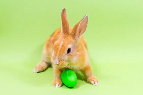 Easter bunny close-up with a green colored egg on a green background. Easter Stock Photos